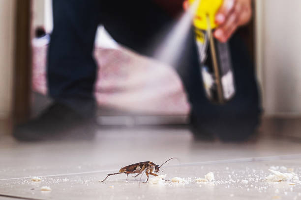 Best Best Pest Control Companies  in Thatcher, UT
